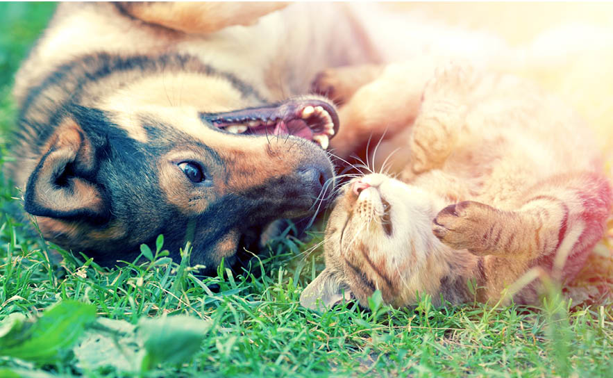 Animal welfare charities in Canada - Charitable Impact | Blog