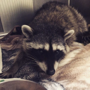 An injured wild racoon being rehabilitated