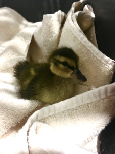 Injured baby duck being cared for